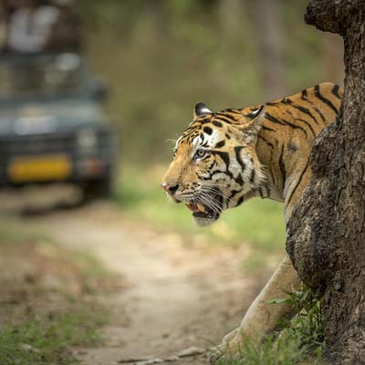 ranthambore Budget Hotels