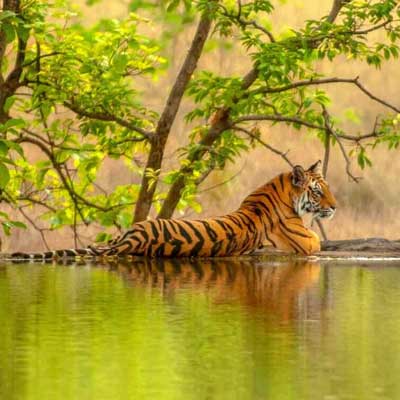 Jaipur Ranthambore Same Day Tour