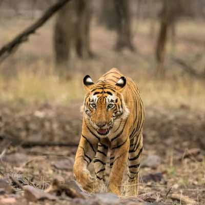 ranthambore Budget Hotels